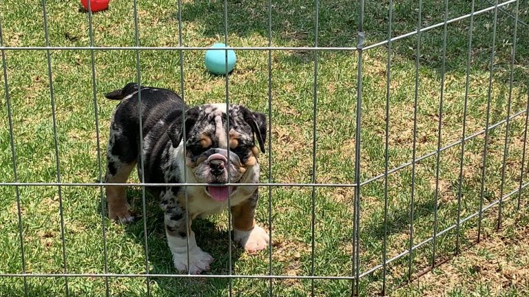 BUlldog Trufa Black Merle2